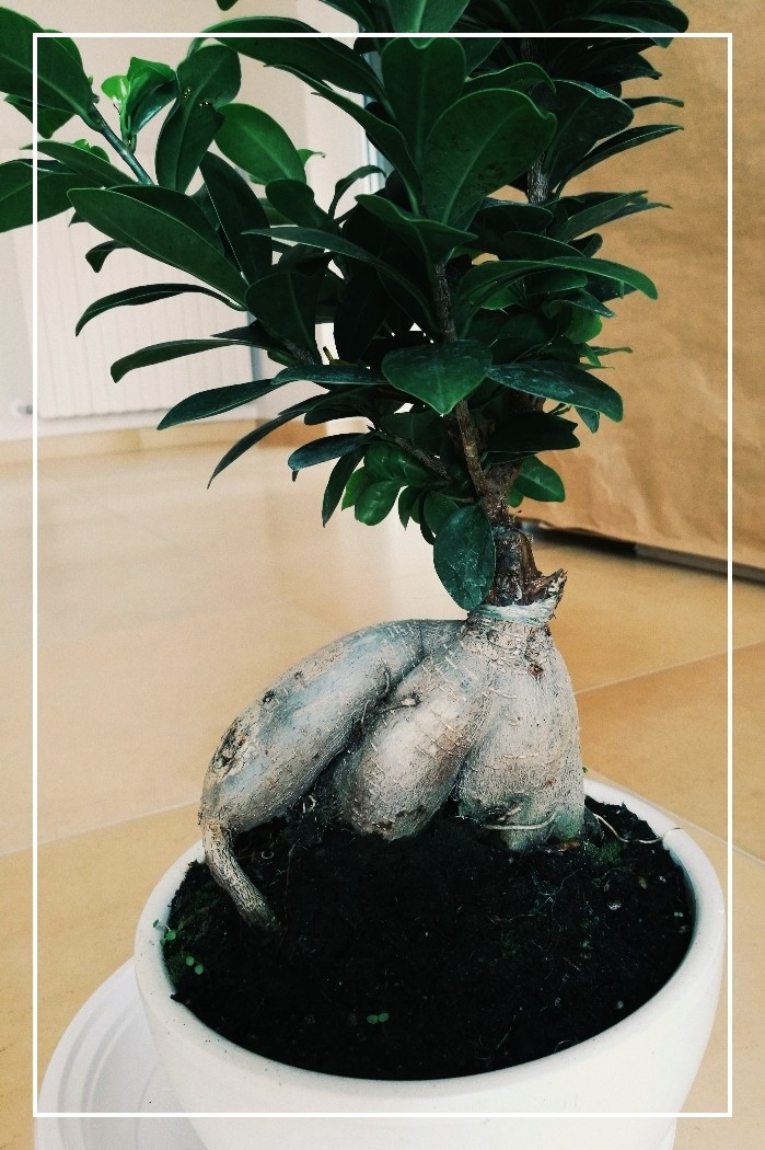 bonsai