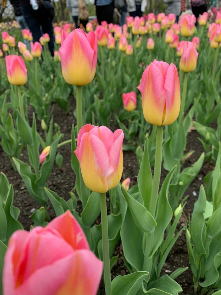 tulips