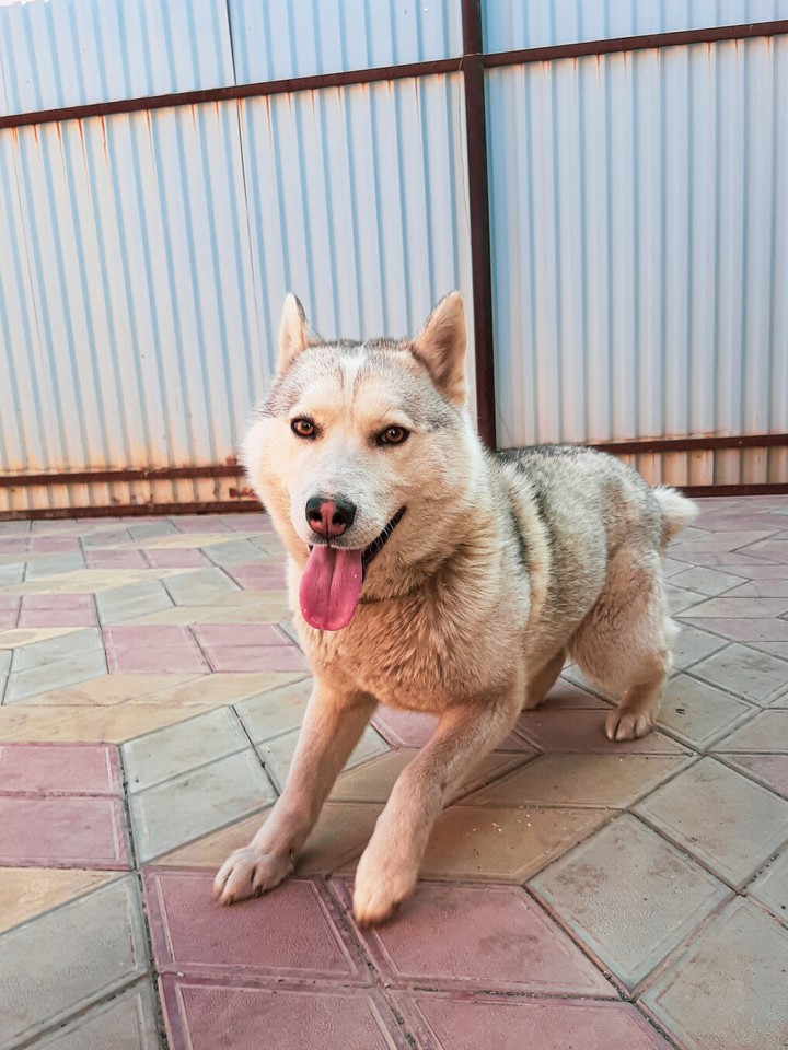 siberian husky