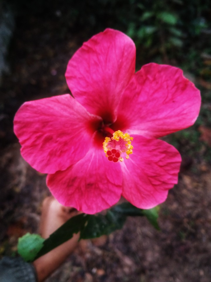 China Rose