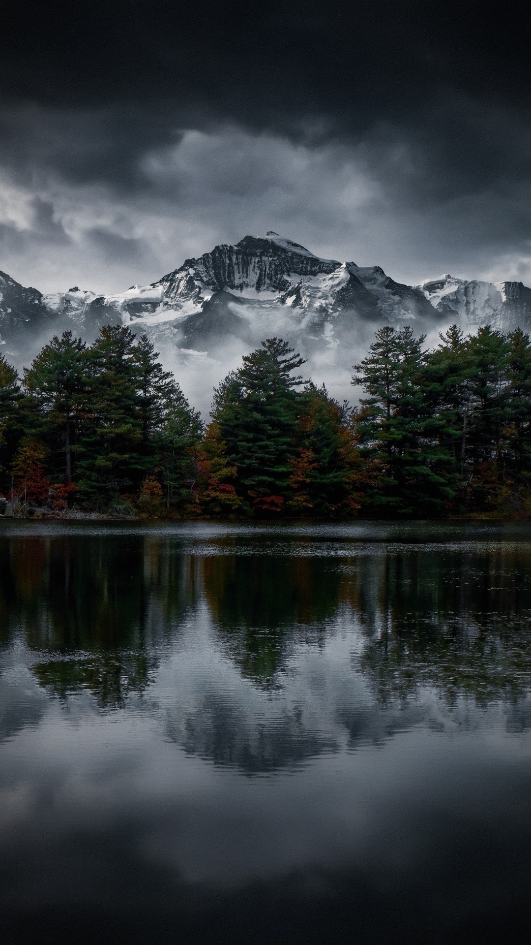 tapety forest, alps