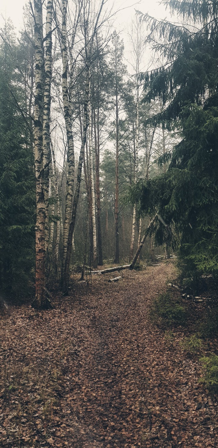 autumn jn the forest