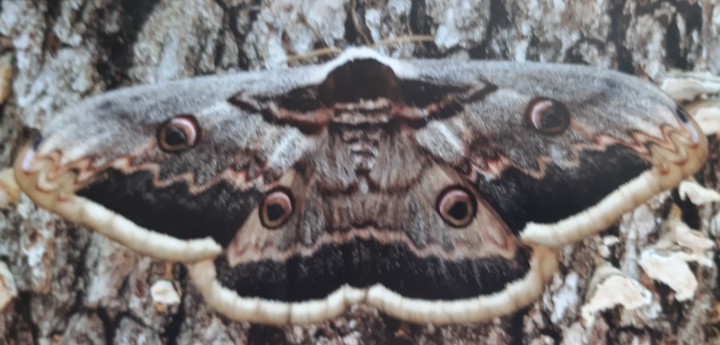 schmetterling