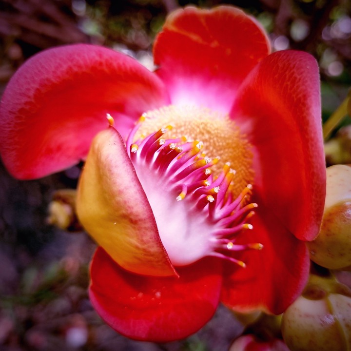 Cannonball tree