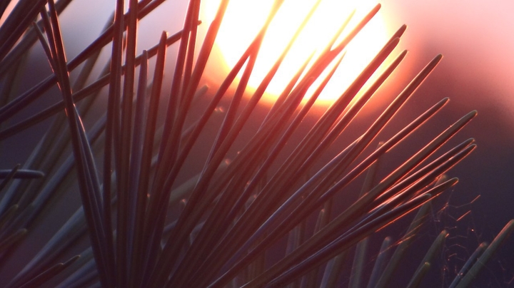 Nadelbaum im Sonnenuntergang