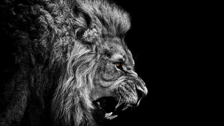 king of wild