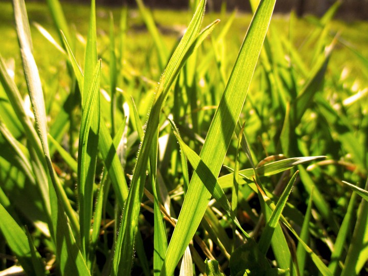 Grass as people