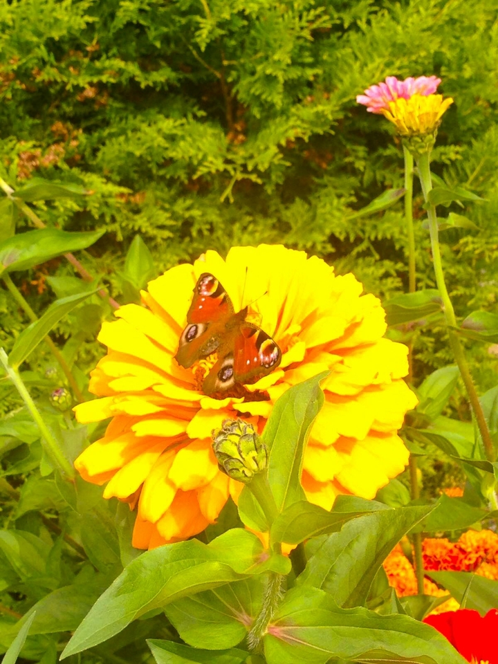 butterfly