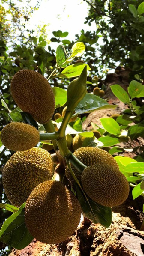 jackfruit, artocarpus Hintergrundbilder