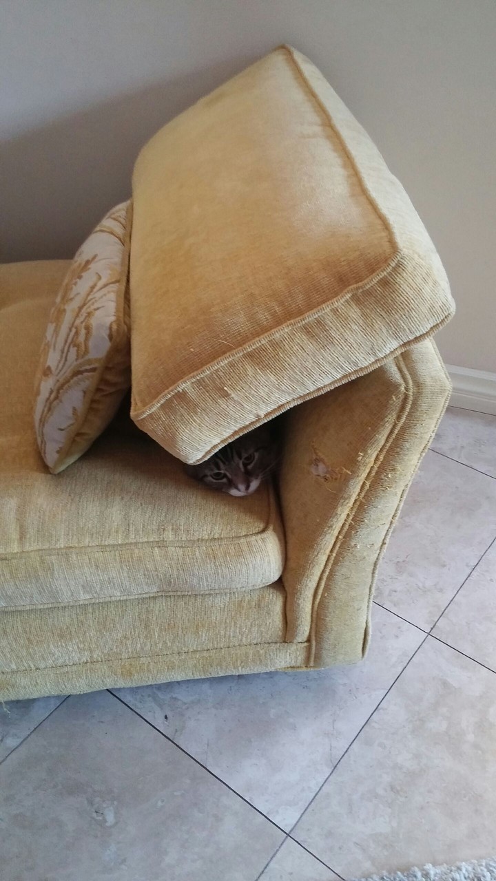 hidden cat