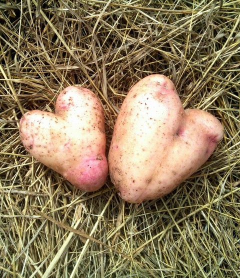 produce, tuber壁紙