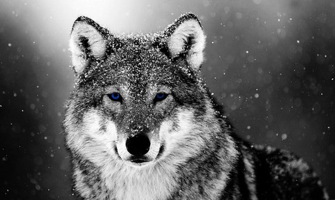 https://wolf-wallpapers.pro/wallpapers-wolf-snow