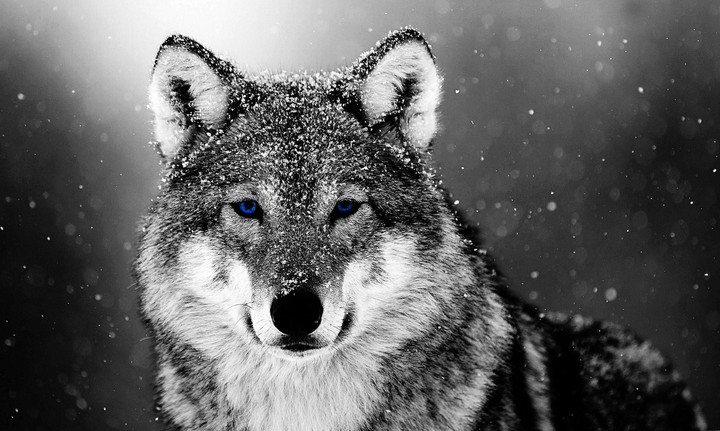 https://wolf-wallpapers.pro/wallpapers-wolf-snow