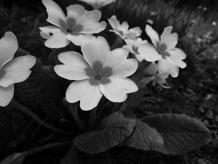 B&W Primrose