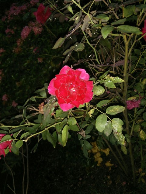 rose
