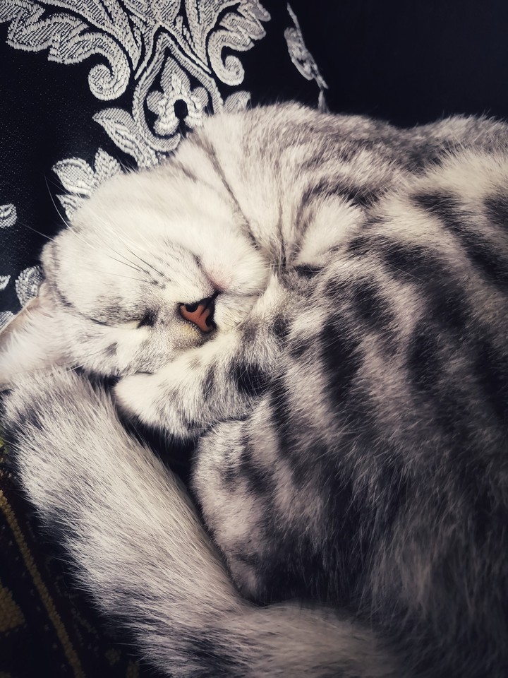 #cat