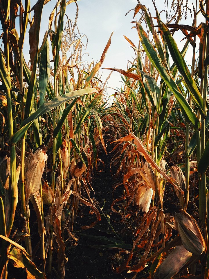Corn field