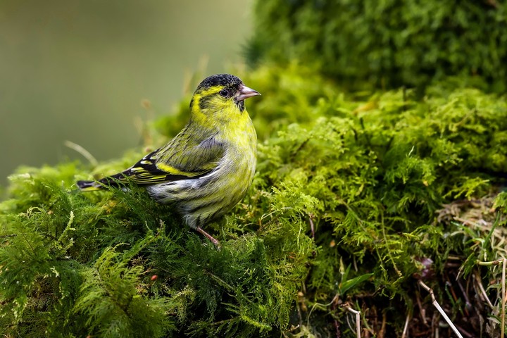 Siskin & Moss