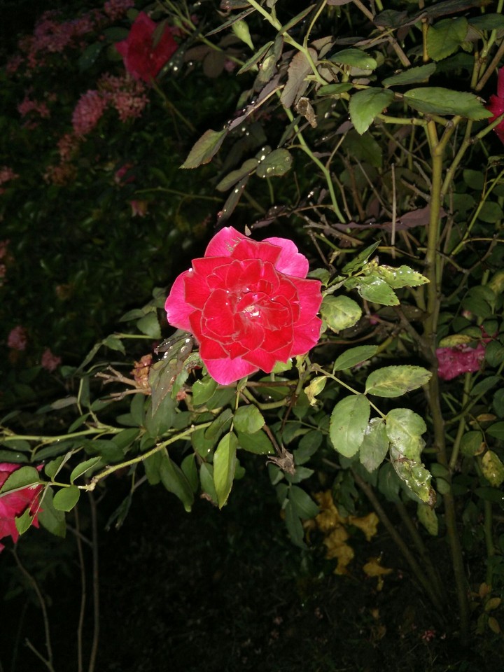 rose