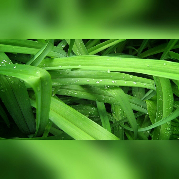 dropLets
