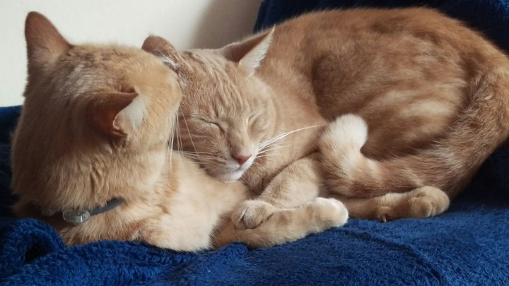 brotherly love