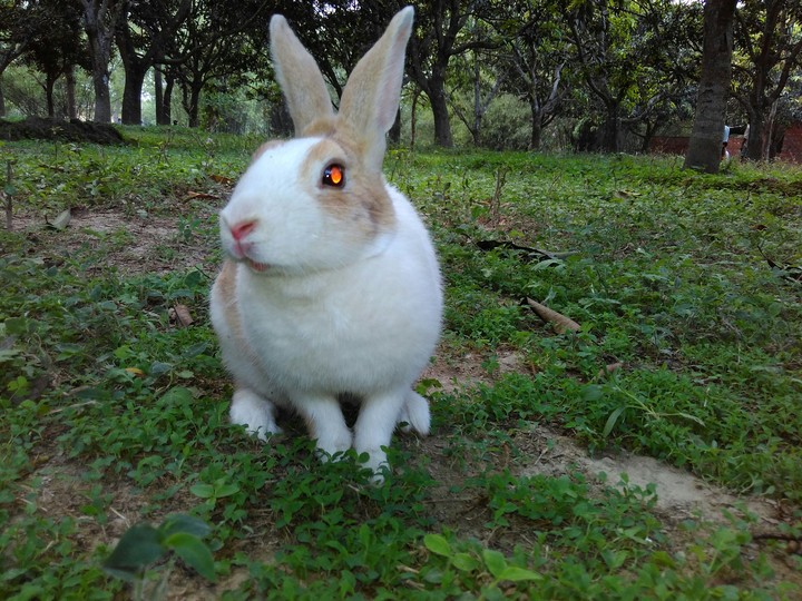 Cute Rabbit