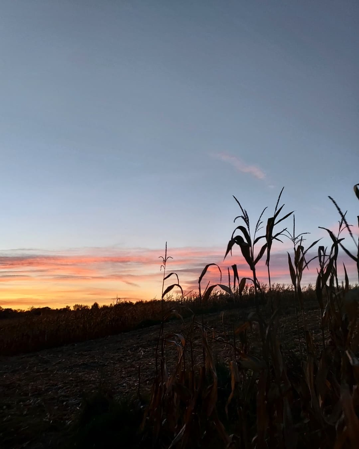 corn field and sunset