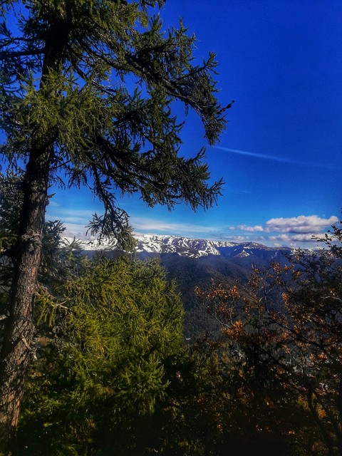 forest, sky wallpapers