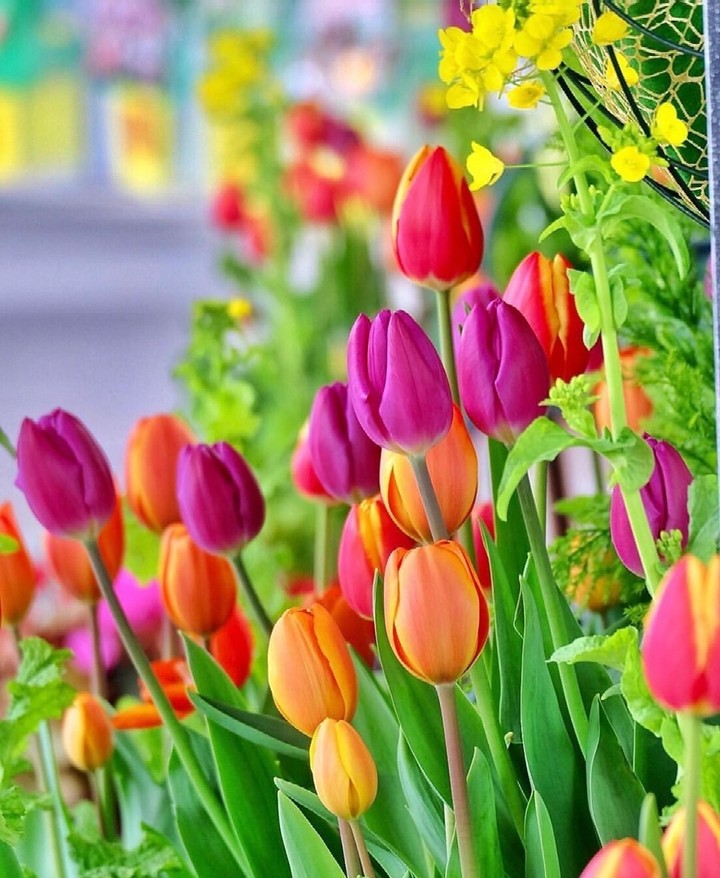 Colorful Tulips