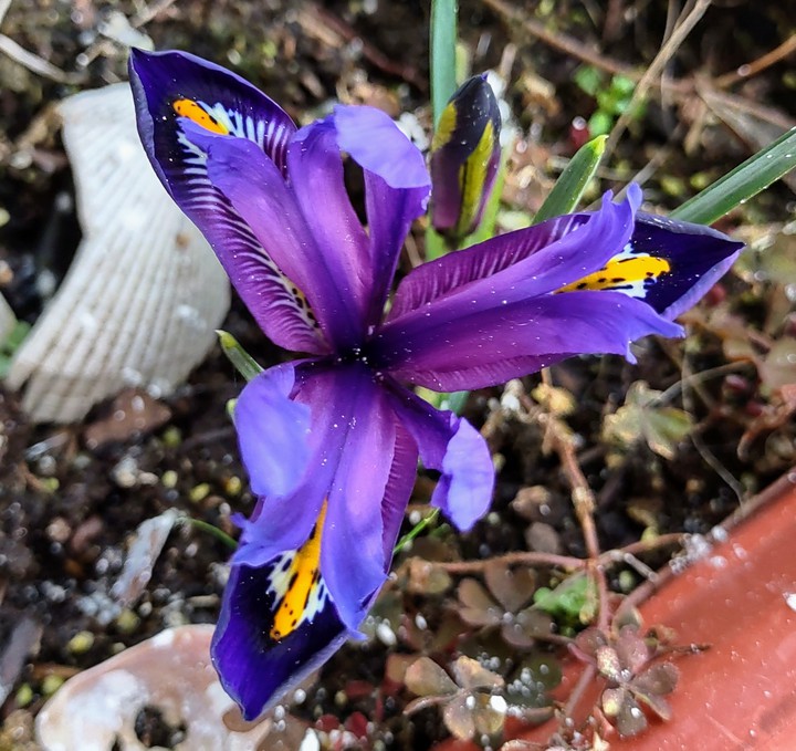Spring