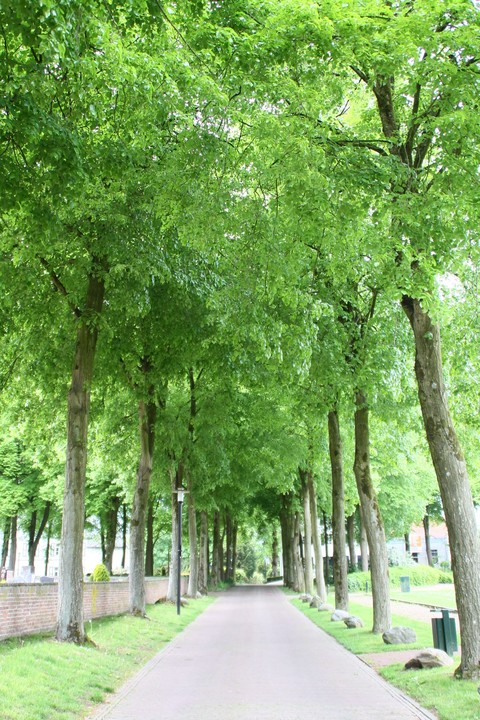 trees