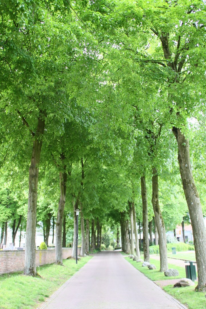 trees