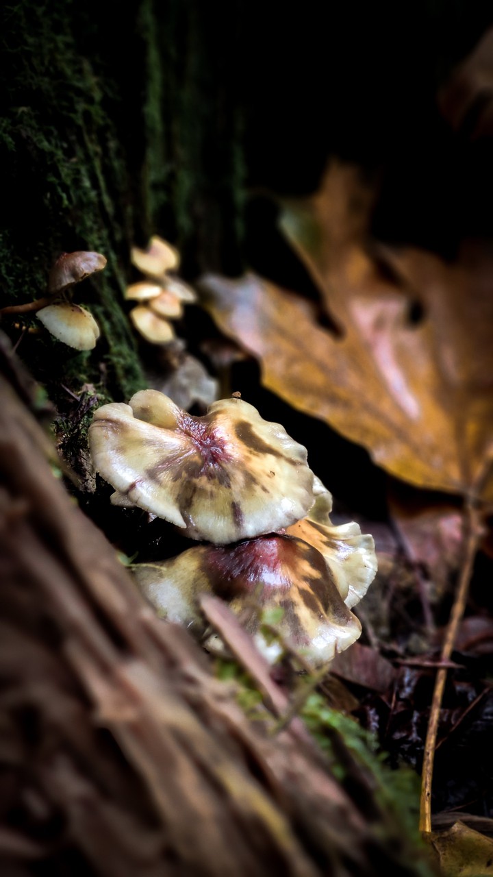 Mushrooms