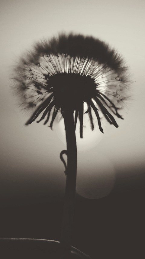 Flower black and grey