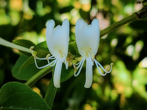 sfondi shrub, petal