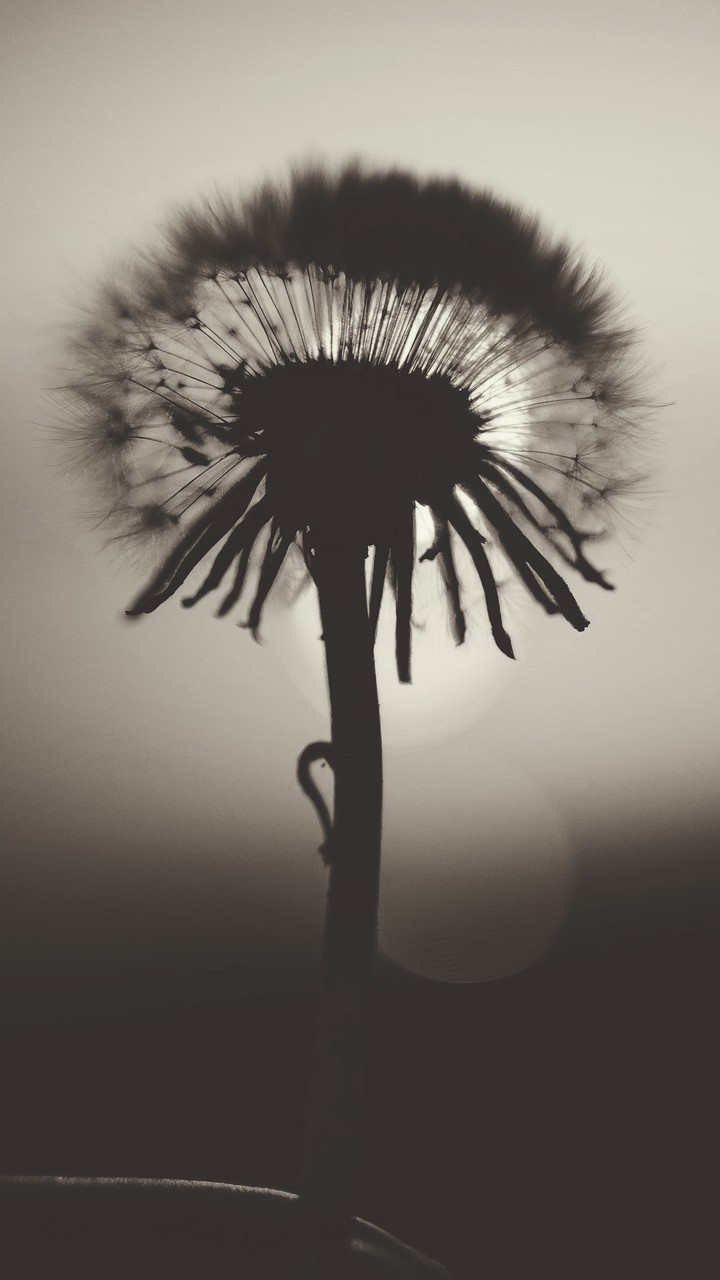Flower black and grey