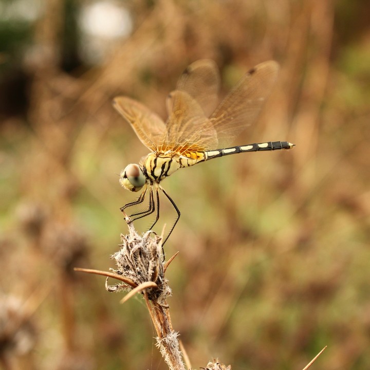 Dragon fly