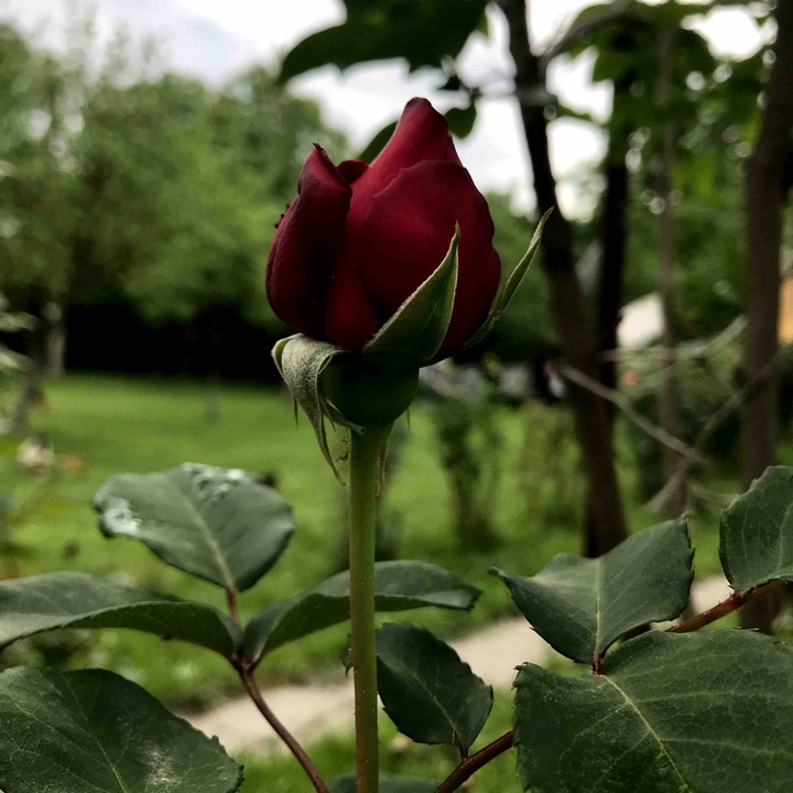 rose
