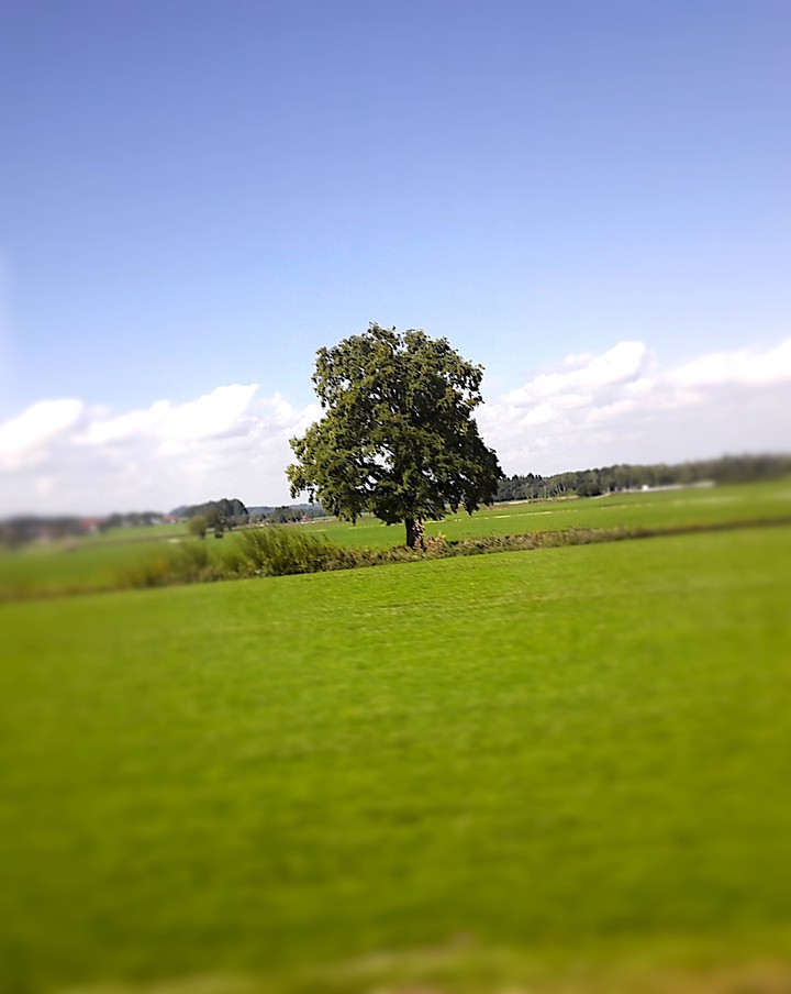 lonely tree