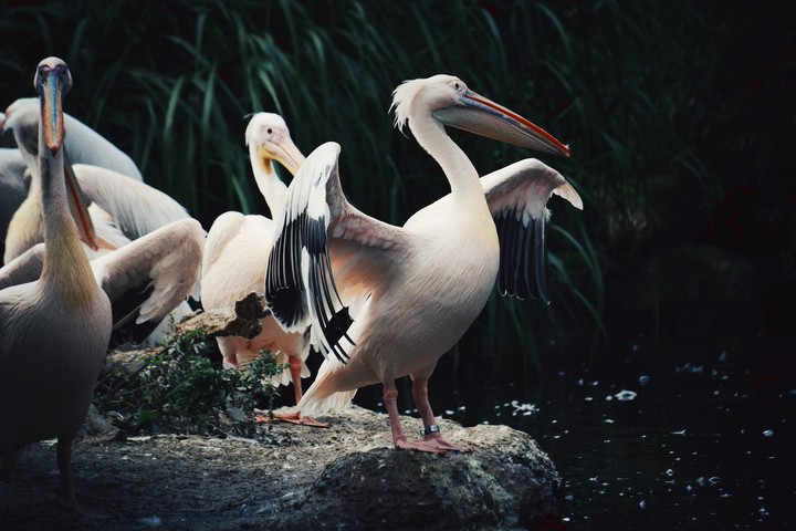 pelikan im flug