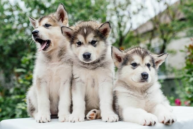 BABY MALAMUTES