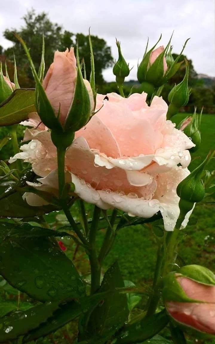 rosa ?