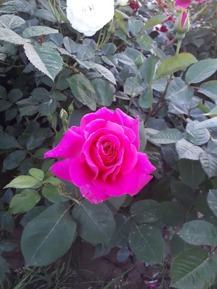 pink flower