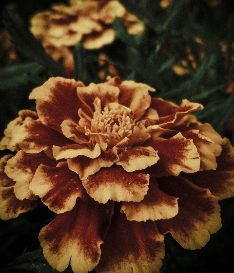 flora, plant Hintergrundbilder