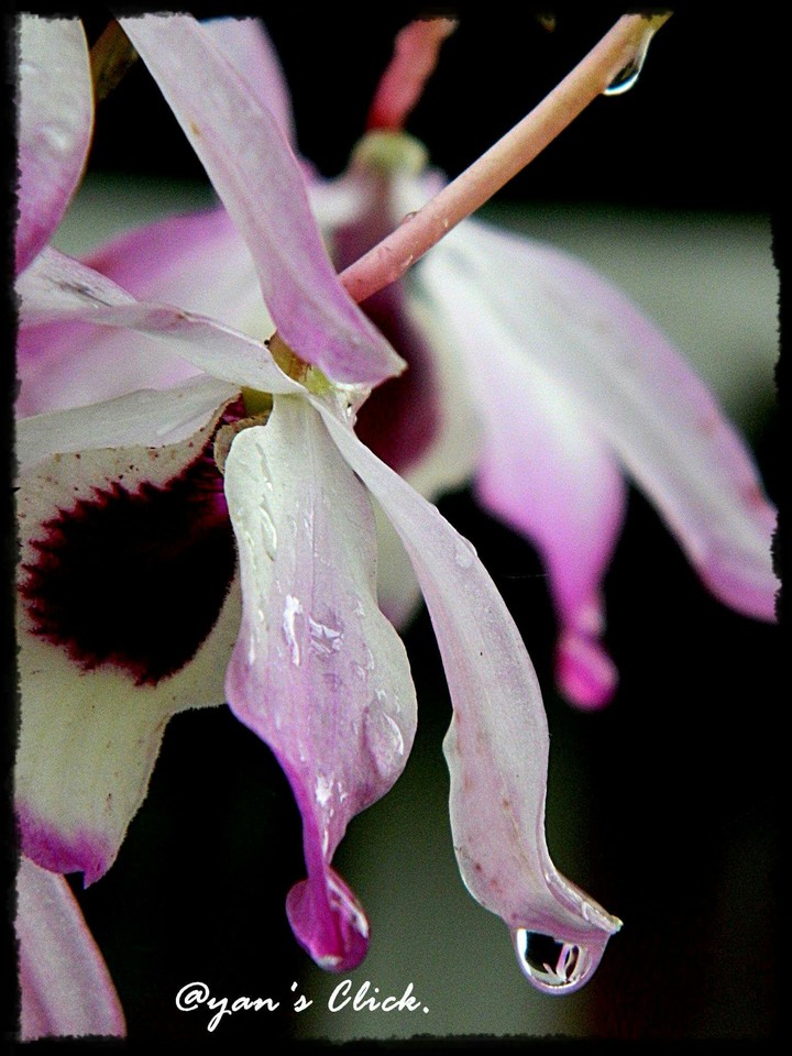 Drop of love.