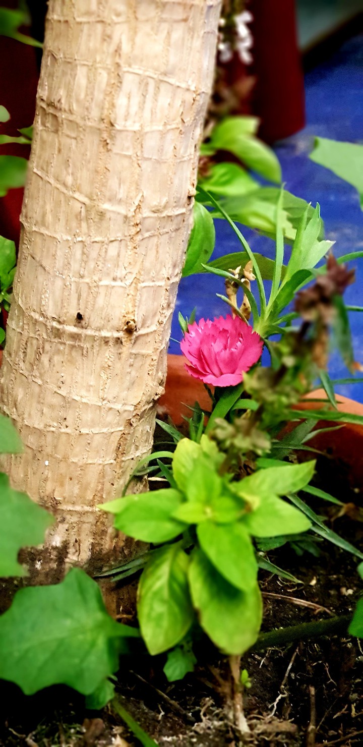 flower....?