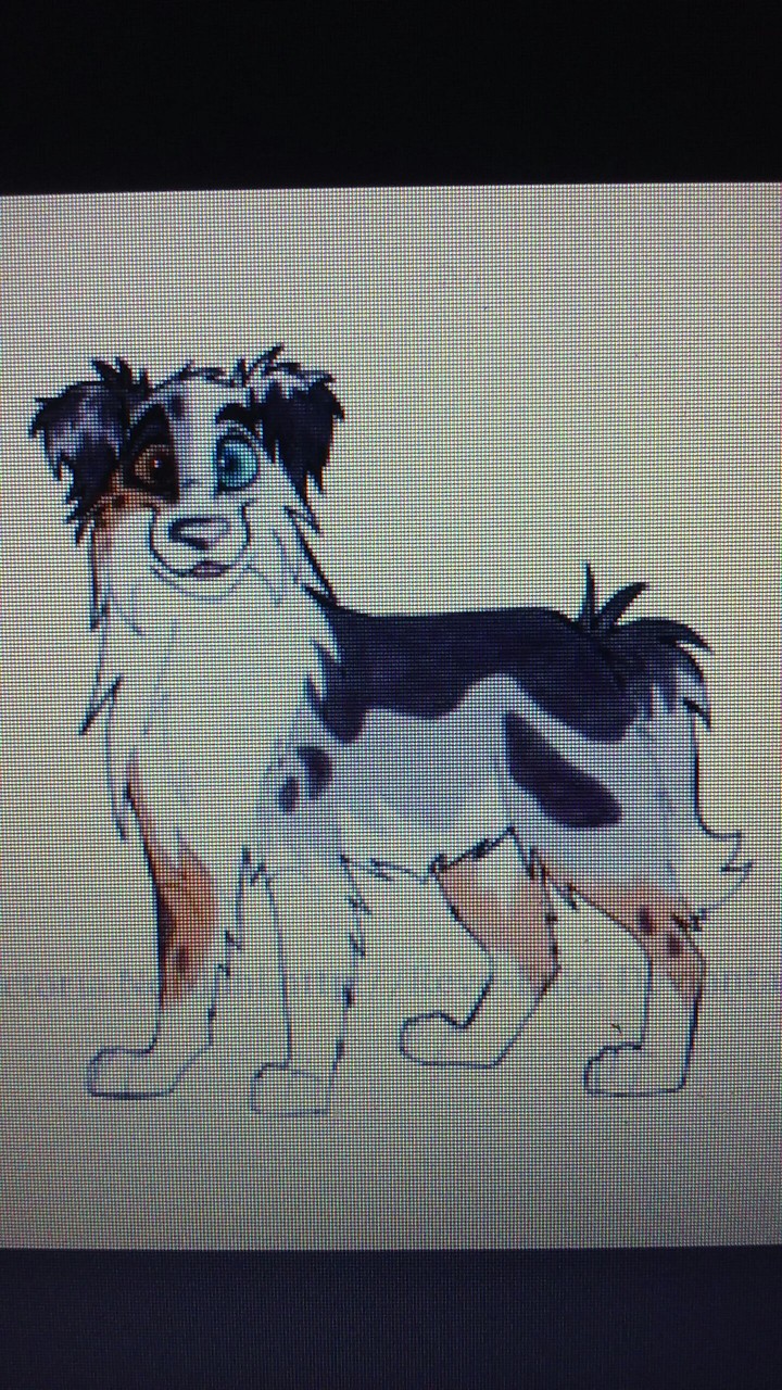 male dog
