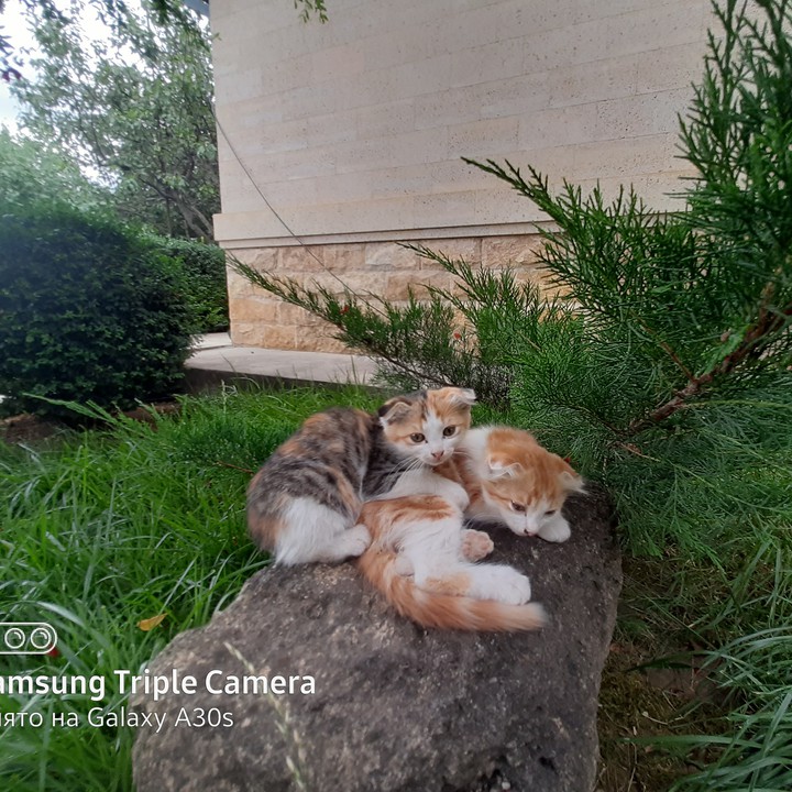little kittens