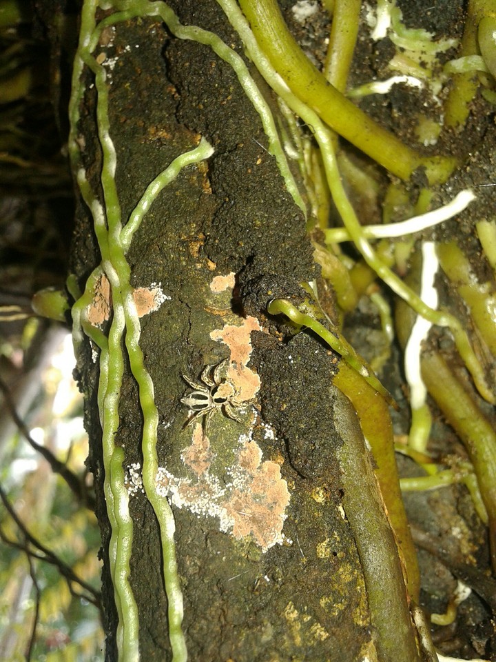 spider