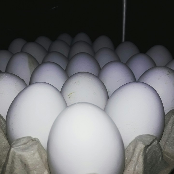 eggs